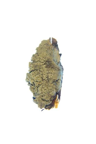 Saucer Lichens; Cudbear specimen