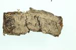 Dust Lichen specimen