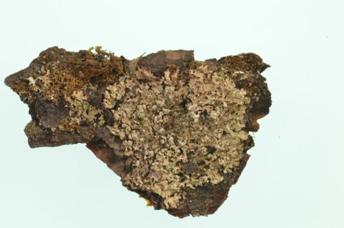Salted Starburst Lichen specimen