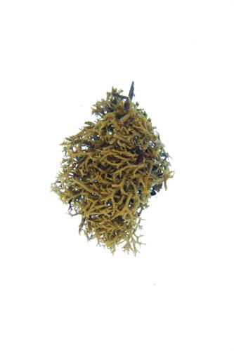 Thorn Cladonia specimen