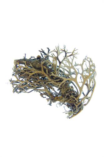 Common Antler Lichen specimen