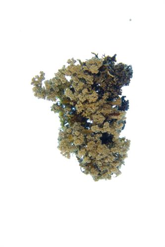 Easter Lichen specimen