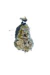 Fluffly Dust Lichen  specimen