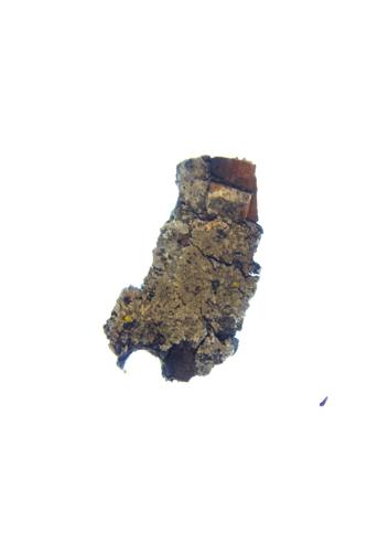 Orange-cored Shadow Lichen specimen