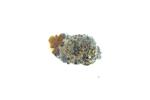Star Rosette Lichen specimen