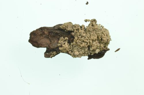 Salted Shield Lichen, Crottle specimen