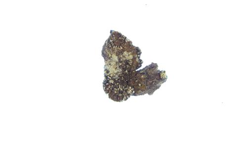 Abraded Camouflage Lichen specimen