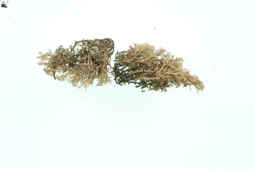 Greygreen Reindeer Lichen specimen